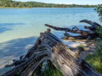 Skurriles Totholz am Ufer des Großen Ostersees